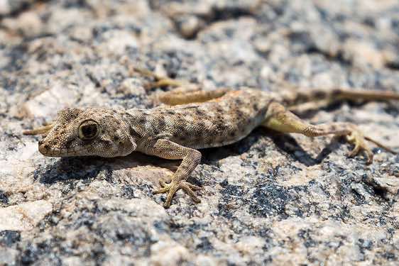 Common Namib day gecko (Rhoptropus afer), Gobabeb, Namib Desert