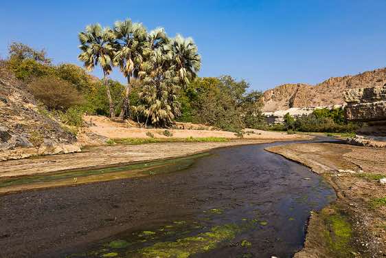 Hoanib River with palmtrees, near Khowarib campsite