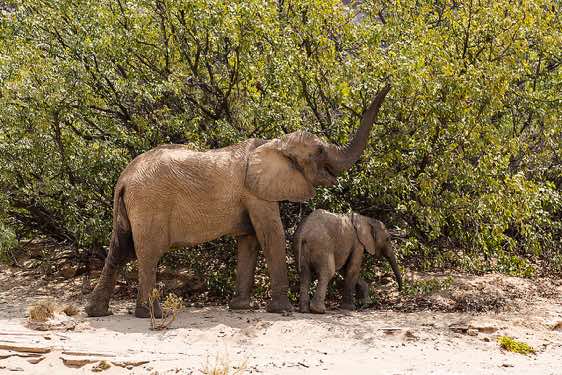 Desert Elephants (Loxodonta africana), Hoanib riverbed, Damaraland