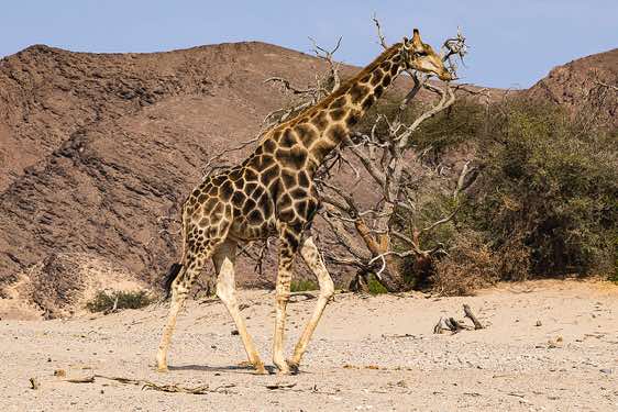 Giraffe, Hoanib riverbed, Damaraland