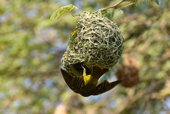 Male Masked Weaver (Ploceus velatus) working on nest, Sesfontein