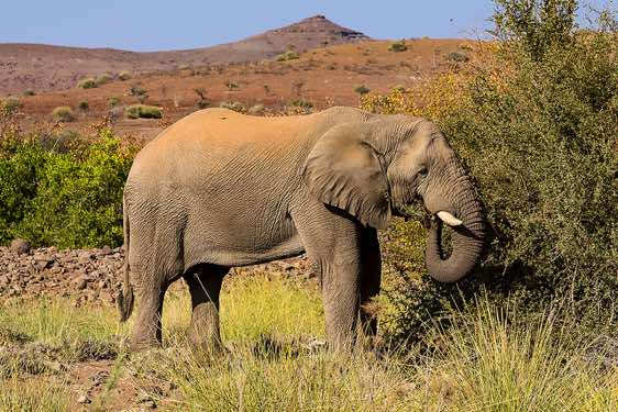 Elephant, Palmwag oasis, Kunene Region, Damaraland