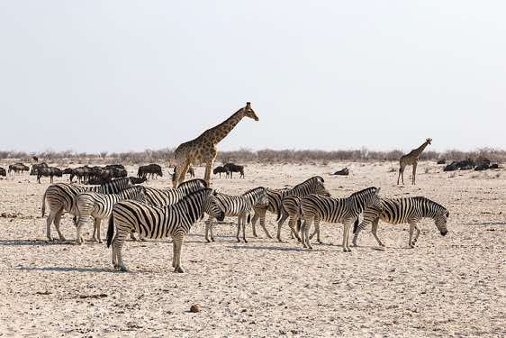 Burchell's Zebras (Equus quagga burchellii), and giraffes at waterhole, Etosha National Park