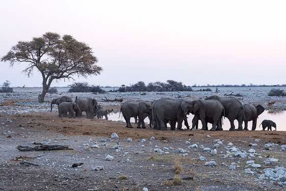 Elephants, Okaukuejo waterhole, Etosha National Park