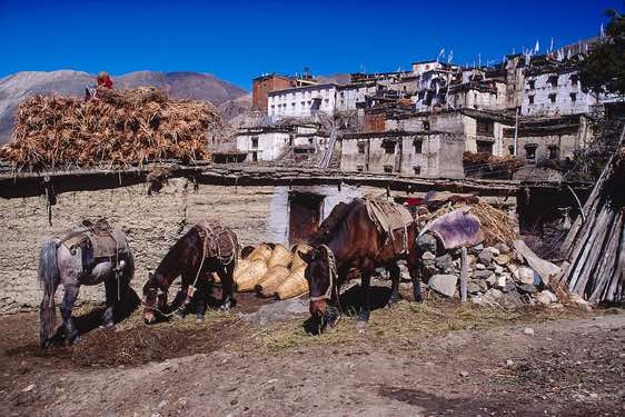 Mules are used to transport goods up the valley, Jharkot, 3550m