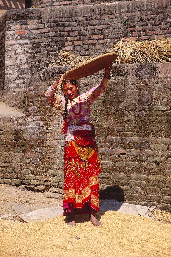 A woman winnows grain with a nanglo, Bhaktapur