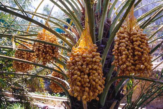 Date palm, Misfat