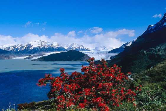 Lago Grey, Chilean firebush, Torres Del Paine National Park, Chile