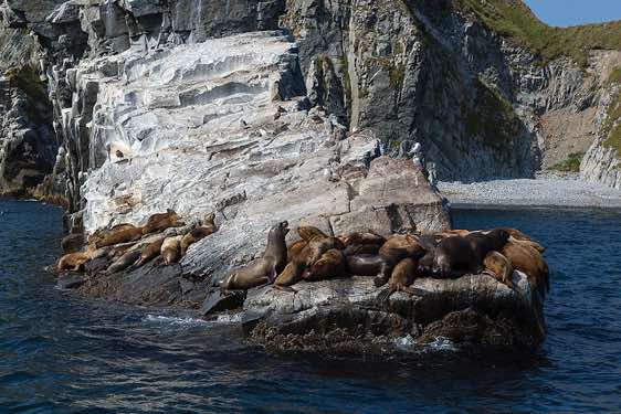 Sea lions, coastline, Avacha Bay, Pacific Ocean