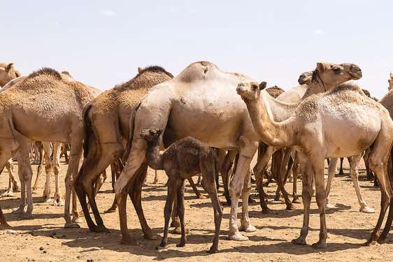Camels at a well in the desert, Northern Sudan