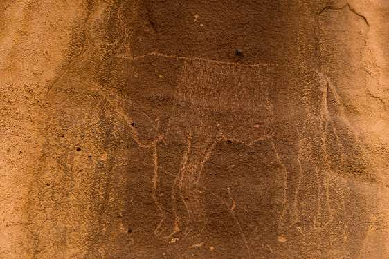 Rock engraving of a cow, Neolithic rock art, Tadrart region, Tassili n ́Ajjer National Park, Sahara, North Africa
