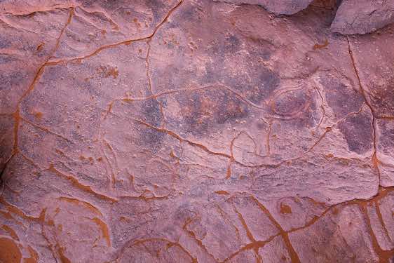 Rock engraving of a cow or bull, Neolithic rock art, Tadrart region, Tassili n ́Ajjer National Park, Sahara, North Africa