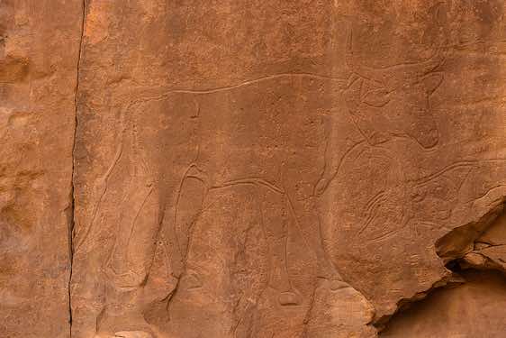 Rock engraving of a cow, Neolithic rock art, Tadrart region, Tassili n ́Ajjer National Park, Sahara, North Africa