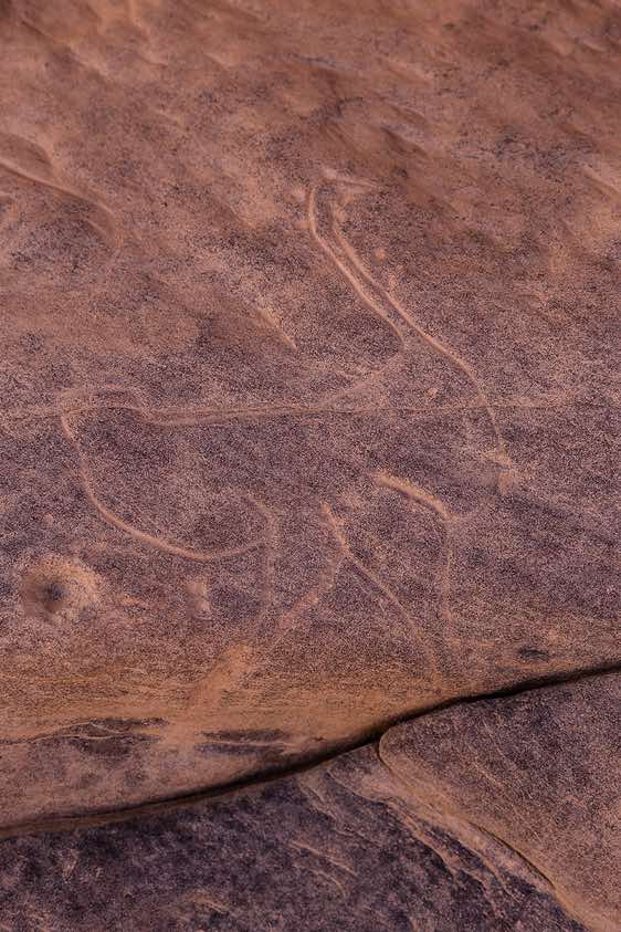Rock engraving of an ostrich, Neolithic rock art, Tadrart region, Tassili n ́Ajjer National Park, Sahara, North Africa