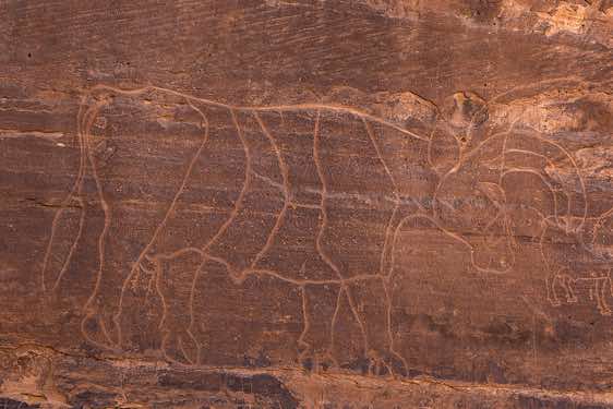 Rock engraving of a cow or bull, Neolithic rock art, Bovidian period, Tadrart region, Tassili n ́Ajjer National Park, Sahara, North Africa