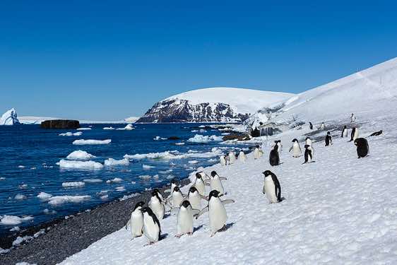 Group of Adelie penguins approaching, Brown Bluff, Tabarin Peninsula, Antarctica
