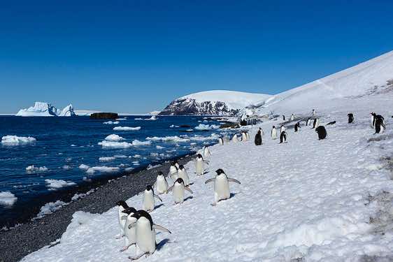 Group of Adelie penguins approaching, Brown Bluff, Tabarin Peninsula