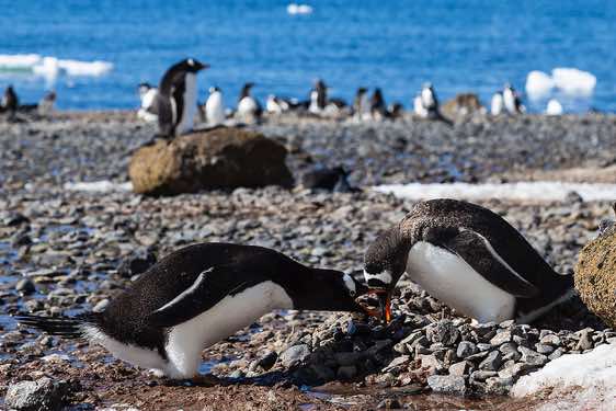 Nesting Gentoo penguins, Brown Bluff, Tabarin Peninsula