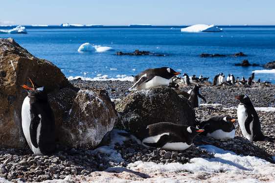 Nesting Gentoo penguins, Brown Bluff, Tabarin Peninsula, Antarctica