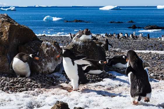 Nesting Gentoo penguins, Brown Bluff, Tabarin Peninsula, Antarctica