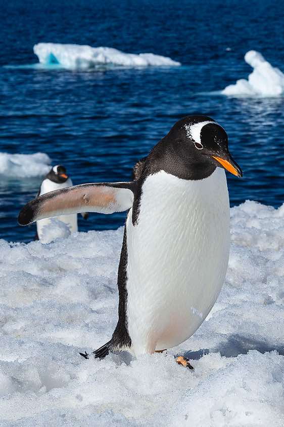 Gentoo penguin, Brown Bluff, Tabarin Peninsula, Antarctica