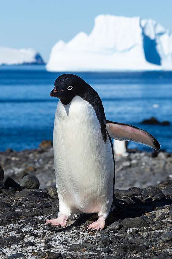 Adelie penguin, Brown Bluff, Tabarin Peninsula, Antarctica