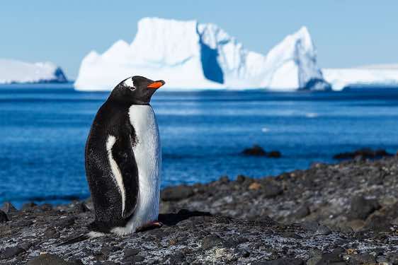Gentoo penguin, Brown Bluff, Tabarin Peninsula, Antarctica