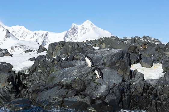 Two Adelie penguins standing on a rock, Hope Bay, Trinity Peninsula, Antarctica