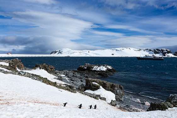 Chinstrap penguin highway, Half Moon Bay, Half Moon Island, South Shetland Islands, Antarctica