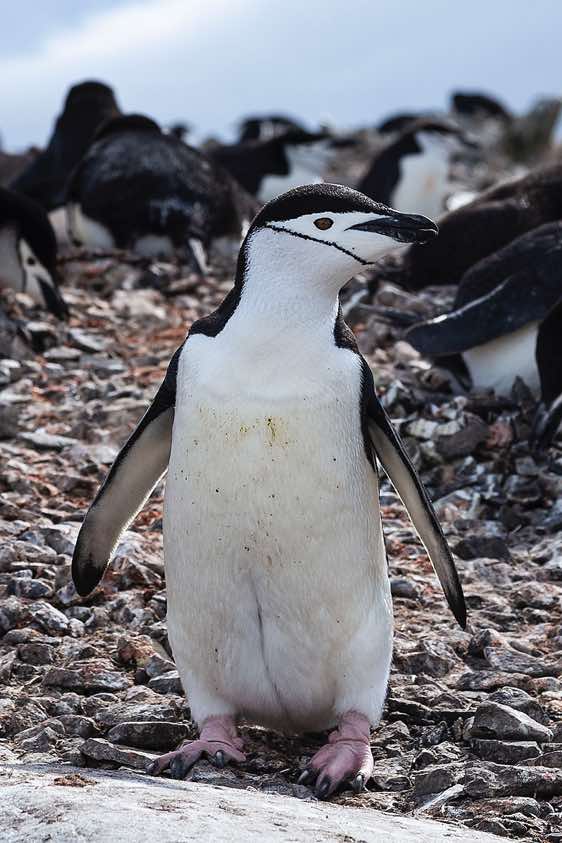 Chinstrap penguin, Half Moon Bay, Half Moon Island, South Shetland Islands, Antarctica