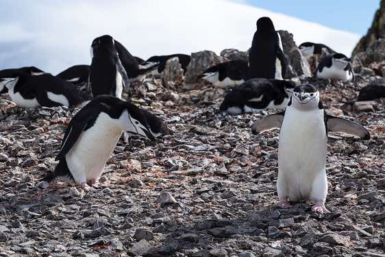 Chinstrap penguins, Half Moon Bay, Half Moon Island, South Shetland Islands, Antarctica