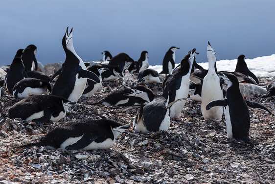 Chinstrap penguin colony, Half Moon Bay, Half Moon Island, South Shetland Islands, Antarctica