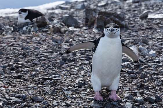 Chinstrap penguins, Half Moon Bay, Half Moon Island, South Shetland Islands, Antarctica