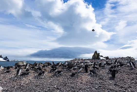 Chinstrap penguin nesting site, Half Moon Bay, Half Moon Island, South Shetland Islands, Antarctica