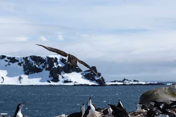 Chinstrap penguin colony, Half Moon Bay, Half Moon Island, South Shetland Islands, Antarctica. Overhead Skuas and Kelp gulls are on the lookout to steal an egg or young penguin chicks.