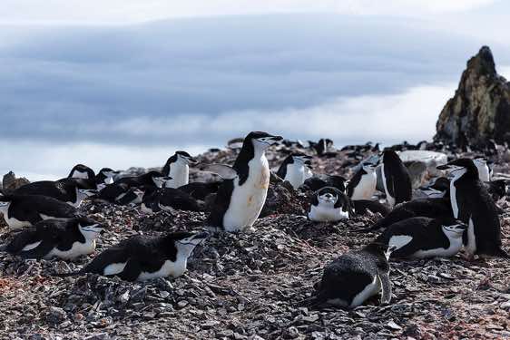 Nesting Chinstrap penguins, Half Moon Bay, Half Moon Island, South Shetland Islands, Antarctica