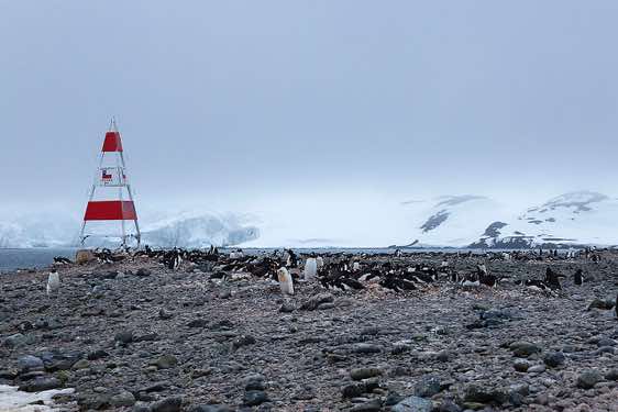 Gentoo penguin nesting site, Yankee Harbour, Greenwich Island, South Shetland Islands, Antarctica