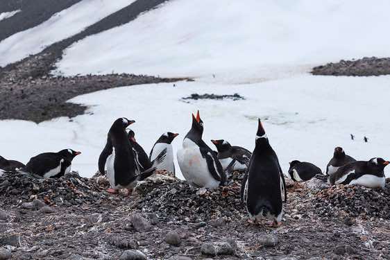 Nesting Gentoo penguins, Yankee Harbour, Greenwich Island, South Shetland Islands, Antarctica