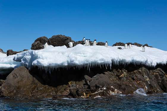 Adelie penguins standing on a small snowfield at the water’s edge, Kinnes Cove, Joinville Island