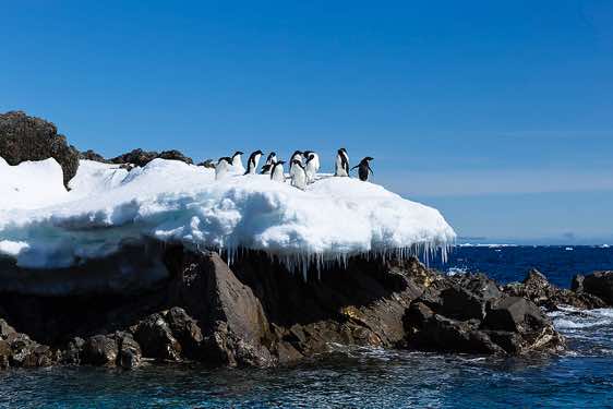 Adelie penguins standing on a small snowfield at the water’s edge, Kinnes Cove, Joinville Island, Antarctica