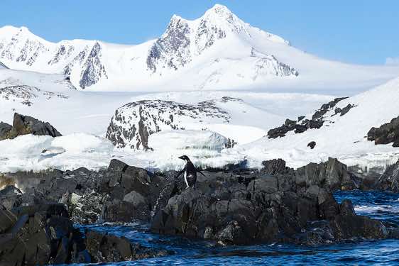 Adelie penguin standing on a rock, Hope Bay, Trinity Peninsula, Antarctica
