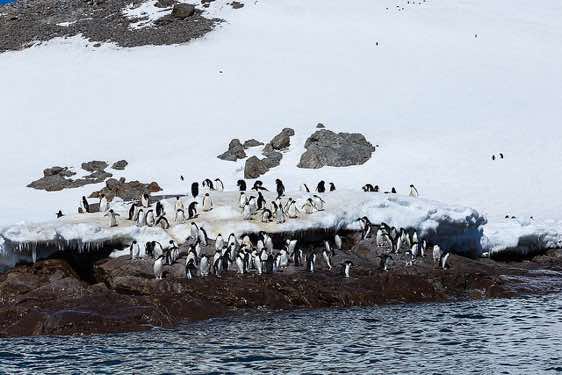 Adelie penguins standing at the water’s edge, Kinnes Cove, Joinville Island, Antarctica