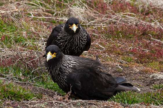 Two Striated Caracaras, North Harbour, New Island, Falkland Islands