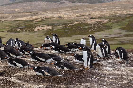 Gentoo penguin colony, North Harbour, New Island
