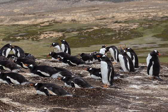 Gentoo penguin colony, North Harbour, New Island, Falkland Islands