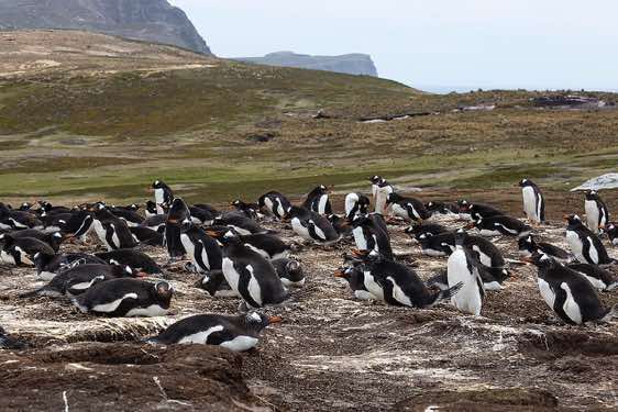Gentoo penguin colony, North Harbour, New Island, Falkland Islands