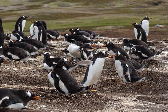 Gentoo penguin colony, North Harbor, New Island, Falkland Islands. Adults are bringing in nesting materials to please their mate, causing chaos and drama as they run past other nests.