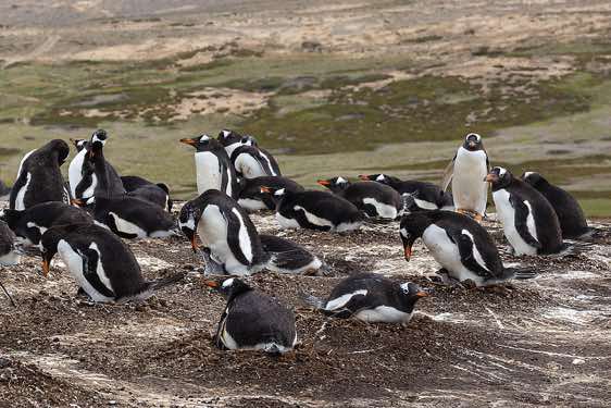 Gentoo penguin colony, North Harbour, New Island, Falkland Islands. Some penguin parents are brooding one newly hatched chick and an unhatched egg. 