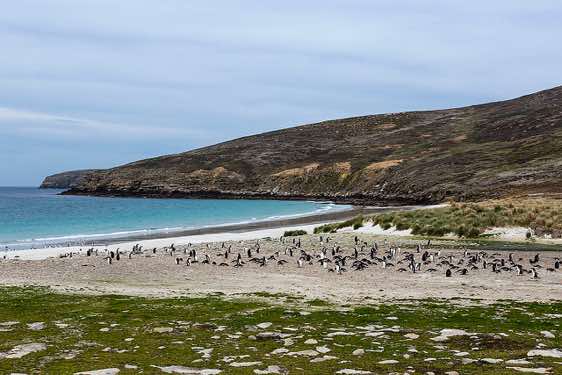 Gentoo penguin colony near the beach, North Harbour, New Island, Falkland Islands