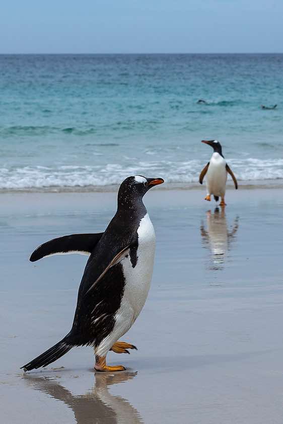 Gentoo penguins at the beach, North Harbour, New Island, Falkland Islands